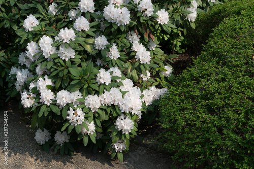 White and pink rhododendron pseudochrysanthum flowers in spring garden photo