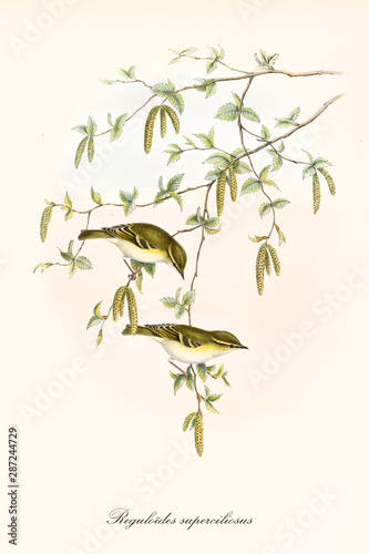 Two yellowish little cute birds standing on a thin branch with flowers hanging down. Old illustration of Yellow-Browed Warbler (Phylloscopus inornatus). By John Gould publ. In London 1862 - 1873 photo