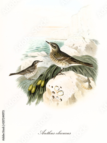 Two greyish birds on a rocky seascape context. Hand colored vintage illustration of Eurasian Rock Pipit (Anthus petrosus). Detailed graphic composition by John Gould publ. In London 1862 - 1873