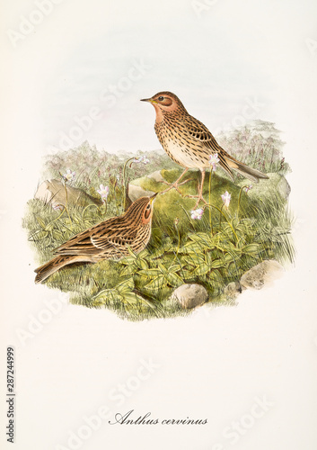 Two little brown and black dotted birds on a rocky and grassed ground outdoor in the nature. Old illustration of Red-Throated Pipit (Anthus cervinus). By John Gould publ. In London 1862 - 1873