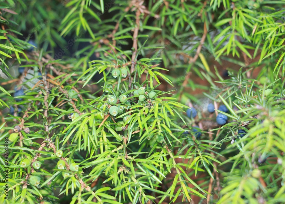 common juniper in the garden common juniper in the garden
