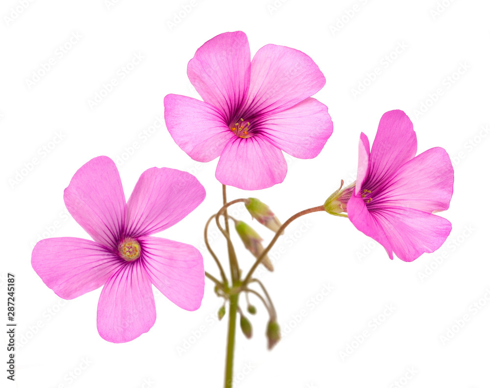Wood sorrel Wood sorrel