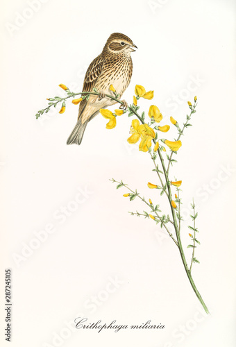 Single isolated little bird on a yellow flowered thin bended branch. Detailed hand colored old illustration of Corn Bunting (Emberiza calandra). By John Gould publ. In London 1862 - 1873 photo