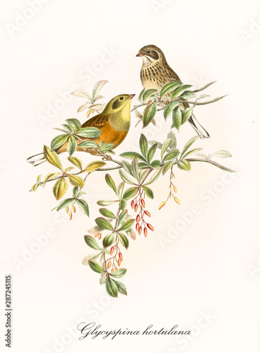 Two little cute birds on isolated leafed thin branches. Detailed hand colored faunistic and botanical old illustration of Ortolan Bunting (Emberiza hortulana). By John Gould, London 1862 - 1873 photo