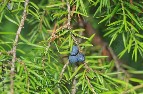 common juniper in the garden © Наталья Жукова