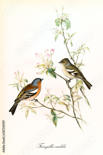 Two little cute birds looking each other on a single leaved and buded branch. Detailed hand colored old illustration of Common Chaffinch (Fringilla coelebs). By John Gould publ. In London 1862 - 1873 photo