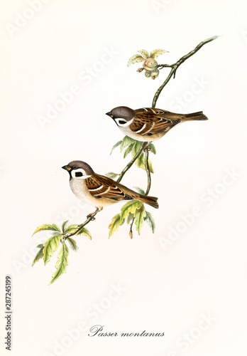 Two isolated little birds on a single isolated thin branch covered by few leaves. Detailed hand colored old illustration of Eurasian Tree Sparrow (Passer montanus). By John Gould, London 1862 - 1873 