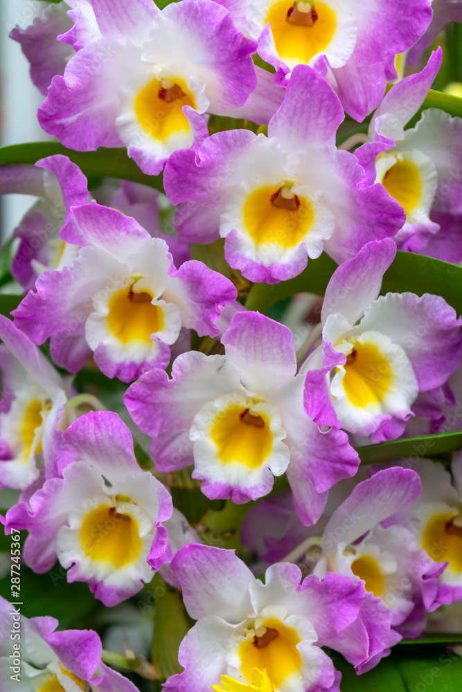 Floral Background of Phalaenopsis orchid pink and white flowers.