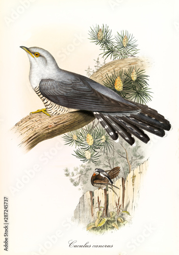 Single cuckoo on a trunk and vegetation on background. Detailed hand colored vintage illustration of Common Cuckoo (Cuculus canorus). By John Gould publ. In London 1862 - 1873 photo