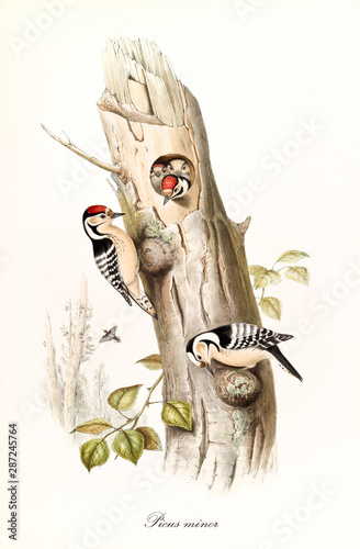 Картината върху платно Couple of woodpeckers on a trunk and their children in the hole nest