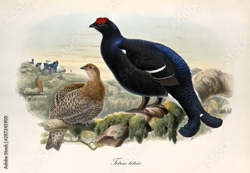 Vintage style hand colored illustration of Black Grouse (Tetrao tetrix) with its partner on a thick branch and other exemplars on background. By John Gould publ. In London 1862 - 1873 photo