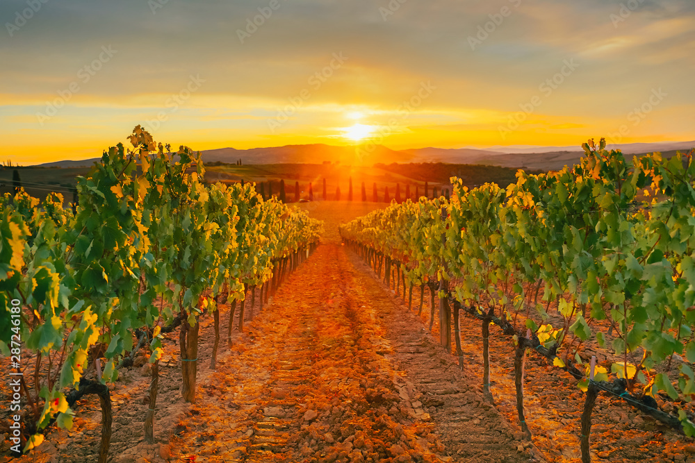 Fototapeta premium Beautiful sunset over vineyards.
