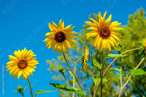 Wildflower and Sunflower Fields on Colorado