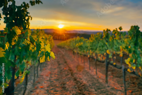Beautiful sunset over vineyards.