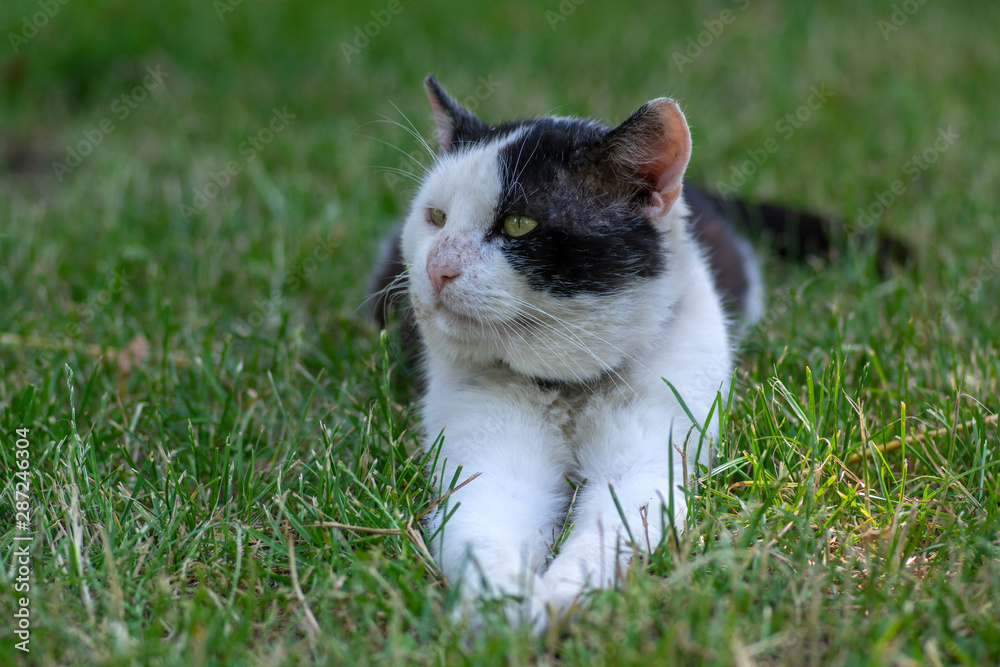 Old dirty black and white cat with collar lying in the grass, lazy relaxing time