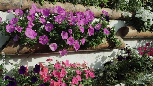 Wallpaper Mural Footage of beautiful colorful flowers bloom in spring garden.Decorative flower blossom in springtime.Beauty of nature and vibrant colors. Flower garden.Flower nursery.Himalayas garden, India. Torontodigital.ca