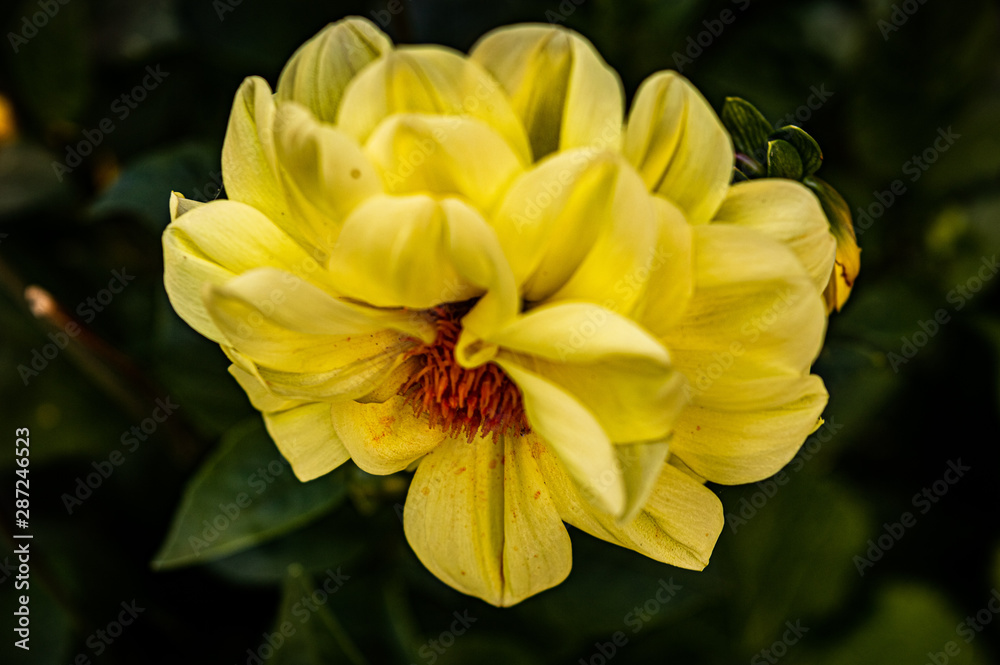 Obraz premium yellow flower