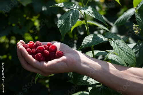 Harvesting raspberries in the home garden © Oleksandr Kotenko