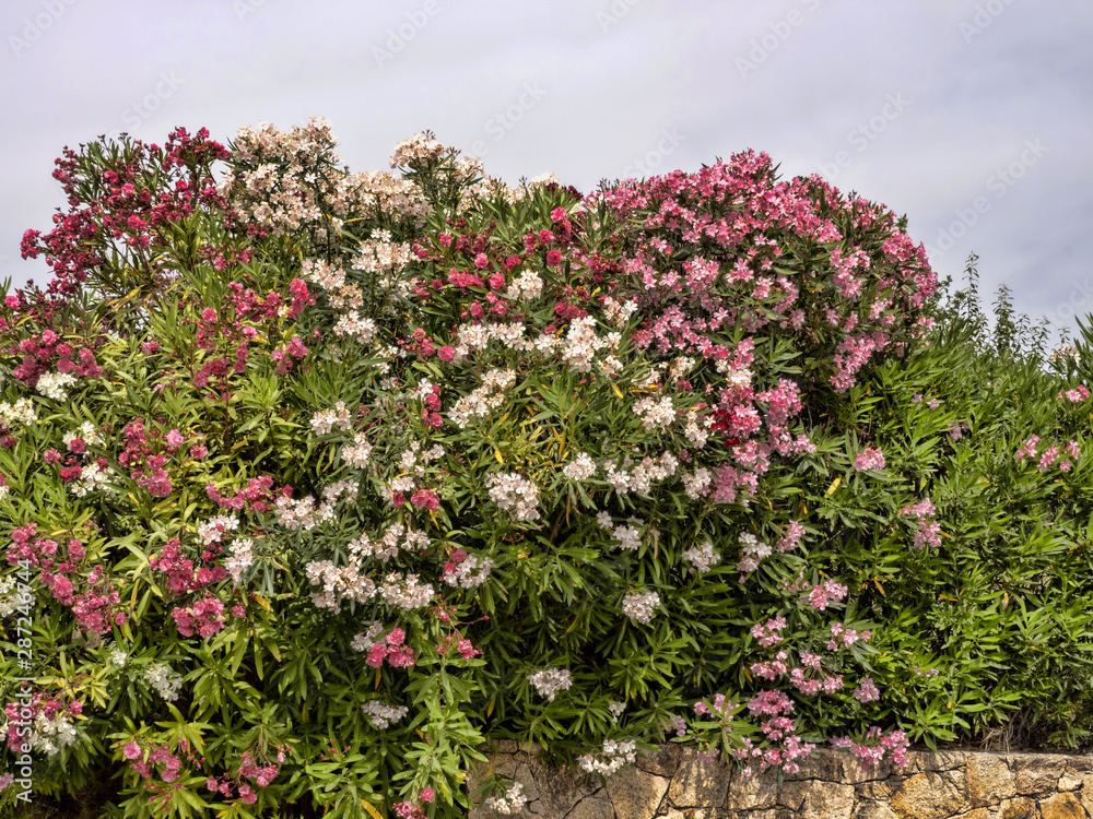 Blooming oleanders are everywhere along the roads of Sardinia