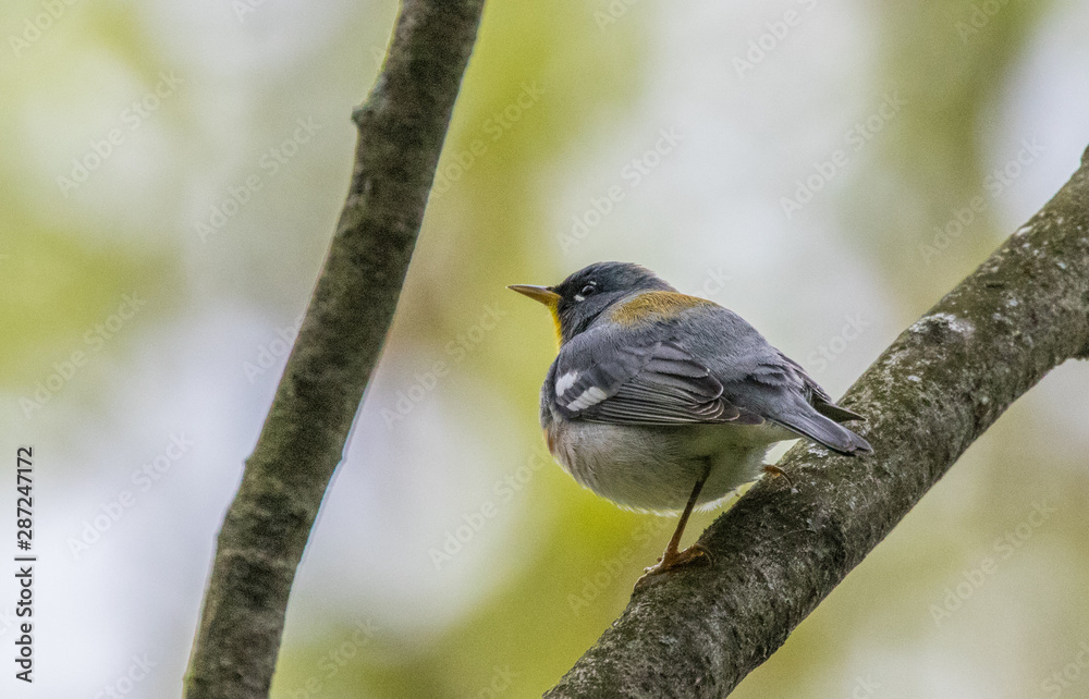Fototapeta premium Northern Parula perched on tree branch in spring