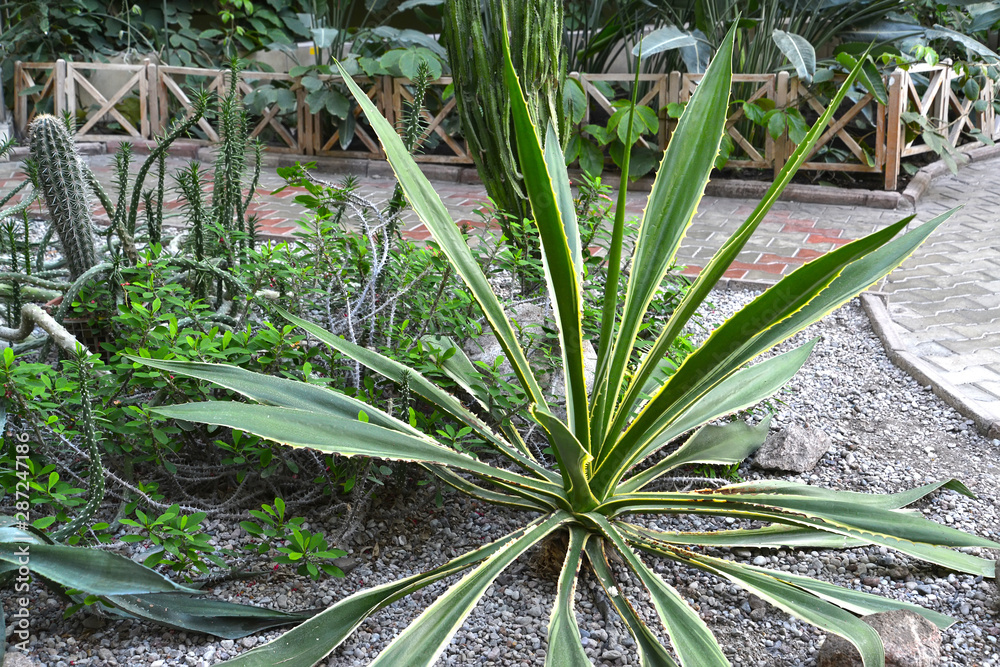 American yellow-edged agave and other succulents in the winter garden American yellow-edged agave and other succulents in the winter garden