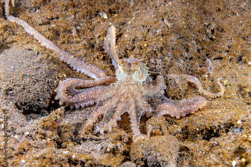Long arm octopus
