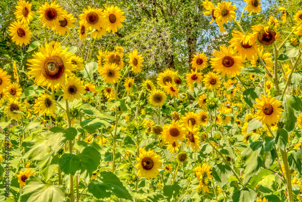 Wildflower and Sunflower Fields on Colorado Wildflower and Sunflower Fields on Colorado