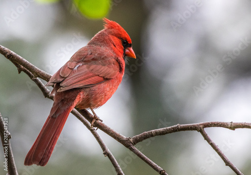 Cardinal perched on tree in spring