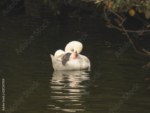 Cisne acicalandose