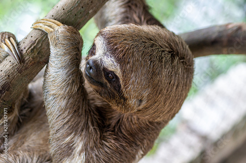 Sloth Brown-throated, slow animal (Bradypus variegatus) Animal face close up