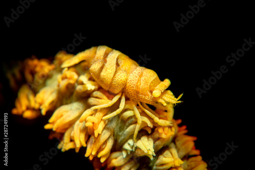Yellow Xeno crab on yellow whip coral photo