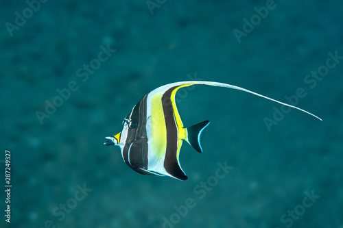 Quadro su tela Moorish Idol Swimming in open water.