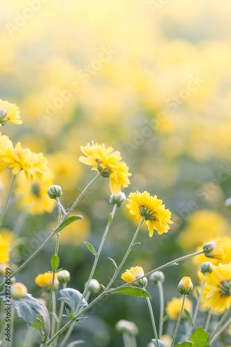 Yellow chrysanthemum flowers  chrysanthemum in the garden. Blurry flower for background  colorful plants