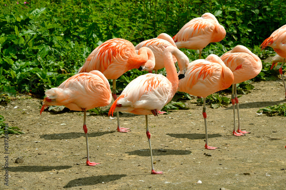 Caribbean flamingo sleeping Caribbean flamingo sleeping