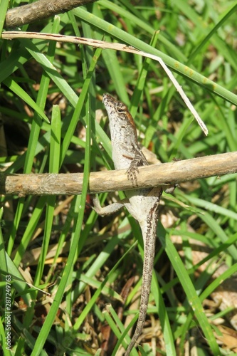 Anole lizard on branch © natalya2015
