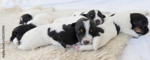 Cute Jack Russell Terrier puppy dogs 12 days old. A litter of doggys lie next to each other and sleep.