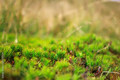 Moss in a meadow in the mountains close up