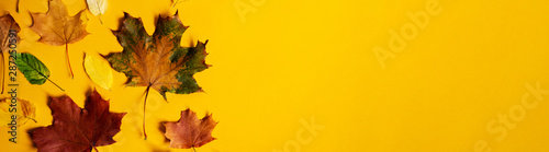 Flat lay of nature colorful autumn leaves on yellow background. Seasonal concept. Creative season wide banner layout.
