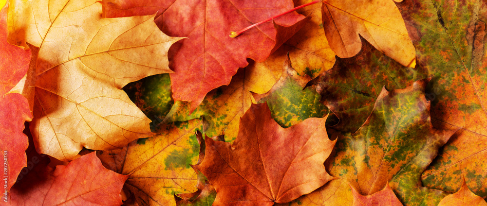 Autumn background with colored maple leaves. Creative season layout.