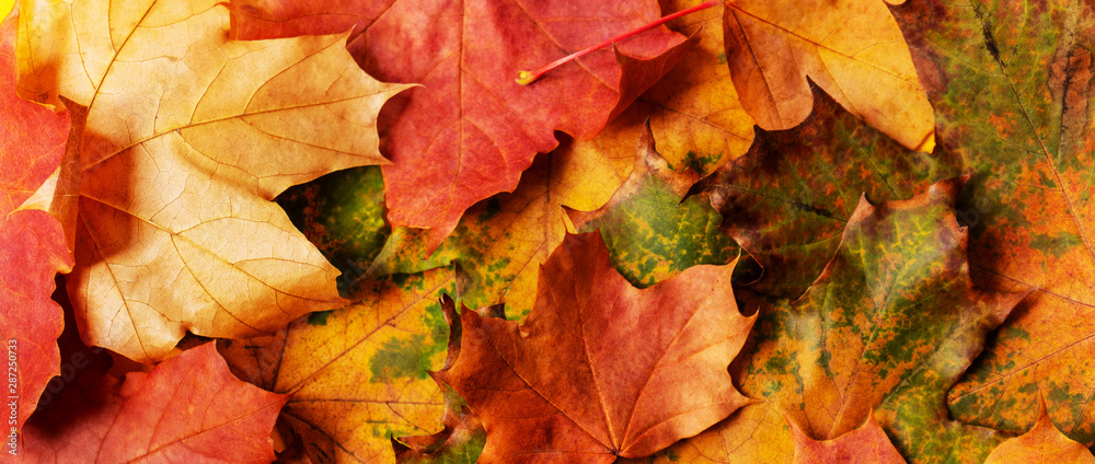 Autumn background with colored maple leaves. Creative season layout. Autumn background with colored maple leaves. Creative season layout.