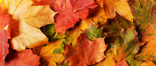 Autumn background with colored maple leaves. Creative season layout.