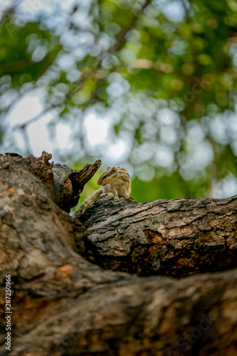 lizard on a tree © Sagar