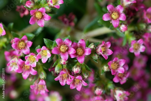 Flowers of a Crassula schmidtii plant.