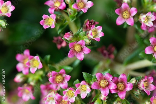 Flowers of a Crassula schmidtii plant.