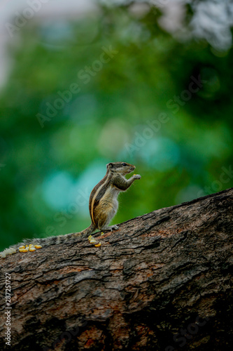 squirrel eating sweet corn  on a tree standing  with tow legs 