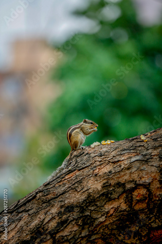 squirrel eating sweet corn on a tree   stand on to legs 