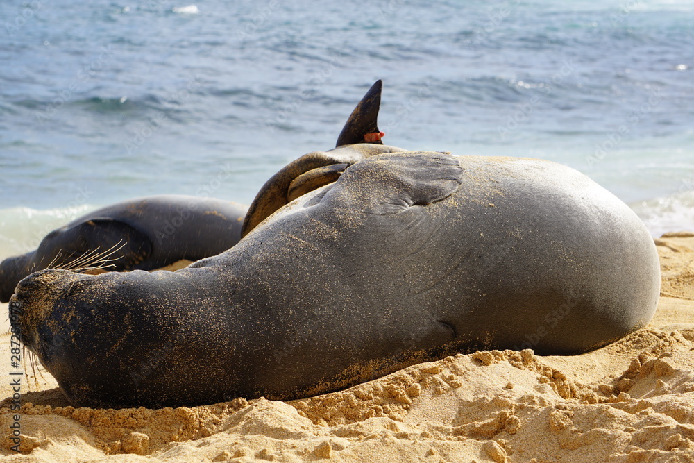 Fototapeta premium Hawaiian Monk Seals Sleeping on the Beach in Kauai