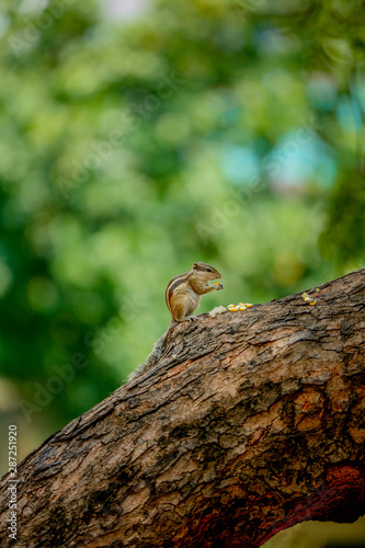 Indian  squirrel on a tree 
