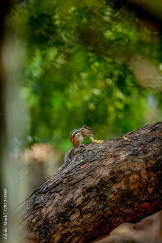 squirrel on a tree eating sweet corn  Pic BY sagar rahul