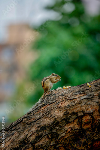 squirrel on a tree eating sweet corn 